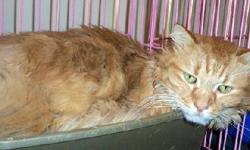 Tabby - Prince - Medium - Adult - Male - Cat
PRINCE: Four 4 year-old orange and white male. He came to us because his owner lost his home. He is sweet, but a bit shy in his new surroundings and still in shock at being uprooted from his home. This gentle