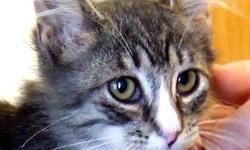 Tabby - Sammy - Medium - Baby - Male - Cat
Sammy was born approximately early October, 2012. He had a rough start in life, but things are getting much better for him now that he's at Animalkind. He is sweet, loving and ready for a forever home.
See this