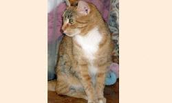 Tabby - Smudge - Medium - Young - Female - Cat
Young female orange Tabby mix. Smudge is a sweet, very beautiful and unusual-looking cat who was born in October of 2011. She recently came to us from a rescuer who had to relinquish his animals due to ill