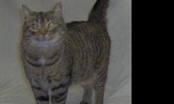 Tabby - Trixie - Small - Adult - Female - Cat
Small adult female spotted Tabby. Trixie is an elegant, petite, loving, 6 year-old who came into foster care when her human became ill. She is fine with other creatures, feline as well as canine, and is a