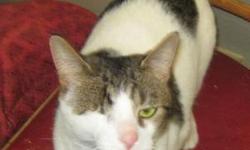 Tabby - White - Little Dude - Medium - Adult - Male - Cat
Little Dude is a 3 year old male. He is a big kitty who likes to know what is going on and doesn't want to miss anything.
Our cats are up-to-date on shots. They've been given flea and worm