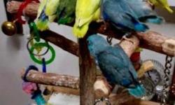 Babies Parrotlets availables now...with Leg band & Hatch Certificate.
Ideal for condos or Apartment living,beautiful color, healthy, tame with a lot of personality, capable of speech, quiet called "Apartment birds", Giving support and wings clipped if u