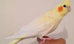 Beautiful female lutino, 8 months old. No shipping. Price includes delivery within NYC, NJ and Long Island. Can text to 917-420-0116
For DNA AVIAN BIRD SEXING TEST GO TO ACCU-METRICS.COM 416-691-4167 toll free 877-842-4827
I have been using them to test