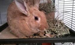 Tan - C I N A B U N - Small - Young - Female - Rabbit
Cinabun is a sweet gracious female mix
small/medium approx 1 year youn
Cinabun was left at the shelter;?not enough time? She has rediscovered human affection and tries to get it whenever she can. LIke