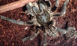 Multiple tarantulas available - 2012 orange baboon, Indian violet ornamental, versicolor, a. Purpea, salmon bird eater - all under 1" eating and molting well - enclosure included. 1 year old unsexed Vet Suntiger, Mysore ornamental, and Togo starburst.