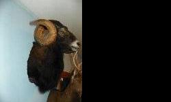 I am selling my small but very fine taxidermy collection.Please contact me to make a reasonable offer. All mounts are professionally done and in pristine condition. I have 1 Wilderbeest, 1Black Corsican Ram, 1 Common Blesbok, 1White Blesbok, 1 Limpopo