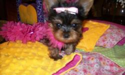 "Taz" is purebred micro teacup Yorkie male, if you want tiny he's for you! He has a shiny coat, ears are standing up, he weighs 1 lb. 9 oz. at 18 weeks old & charting to be a 2-2&1/2 lb. adult, from traditional black/brown parents, daddy is a 3&1/2 lb.