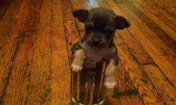 I HAVE ONE BLUE TRI TEA CUP CHIHUAHUA SHE IS GOING TO BE 3LBS FULL GROWN IF U WOULD LIKE TO NO MORE CALL 585-230-2620