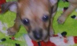 Tiny female Chihuahua. About 3 lbs full grown.
I wanted to keep her for my breeding program but she is just too small!!
Super sweet, Friendly, a little shy (like a chihuahua)
UTD Shots, Vet checked, Spay contract, Not for breeding dont ask!
Please call