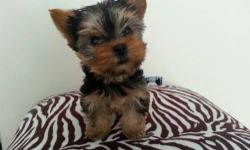 I have AKC female yorkie. She is very tiny at age 7 weeks just 15 oz so she will be 3 lb. Her mother is 4lb and father 3.5lb. She will receive her first set of shots and deworemed every two week from the birth day. She is very energetic and happy girl,