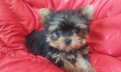 We have very cute teacup baby face with short nose male yorkie puppy. He will be around 3-4lb full grown. He is up to date on vaccination, dewormed every two weeks, his dew claw removed and tail docked.He has AKC papers like his parents. He is healthy and