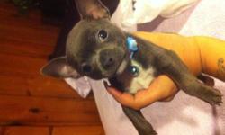 12 week male Chihuahua teacup / will only be around 3lbs
blue with white chest
blue/gray eyes
comes with vaccination documentation, food, puppy pen, food bowls, shirt, collar
he has a great temperment, great with children and other animals
please be a