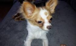 This is Willie, he was born 5/10/2012-he is now 8 months old. He is already neutered and trained to go potty indoors on the "potty patch". He is a long hair chihuahua weighing today at 2.8 pounds. He is full grown at this age and is fully vaccinated. I
