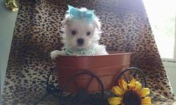 Teacup maltese puppy akc registered gorgeous baby doll face charting 4 pounds adult weight. Will come with health certificate from vet shots wormed. Ready Oct 3 and a $100 deposit will hold until then. For more info or to see puppy please call
