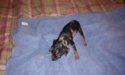 Hi i have a teacup female blk+rust with white spotting, her worming is being done and her first shot at eight weeks old she will weigh about 3 to 5 lbs very tiny and alot of spunk i am taking deposits to hold your puppy, if interested please call me at