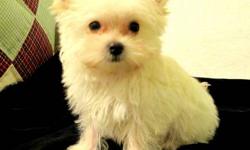 This little Mokie is all white ,he's ears stand and I his tail is long ...fill of energy and ready to go ..UTD on shots and worming ...his a funny little guy loves to go under the blankets to sleep..he is looking to be 3 1/2 -4lbs. full grown ...
any