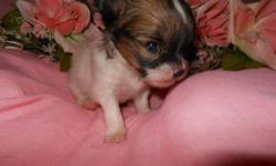 AKC Champion Lined female Papillon. This little girl is a TEACUP and will reach adulthood at around 2-3lbs.
She must go to a home with experience! No big dogs or rough children.
She must have a stay at home Mom or babysitter!
Will be placed as a pet only