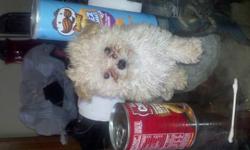 3 months old Tiny lil teacup poodle girl. One left true purse dog. Won't be no bigger than 3 lbs Tan and white. $800 bo