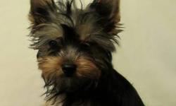 Little Yorkie guy all most ready to go to his for ever home ,looking to be 4 lbs. full grown ,he's going to be small ,Teddy bear face short legs and coby body ...eating and drinking very good ..just a sweet little boy ...he carriers for Parti and Blonde