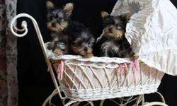 3 Teacup Yorkie puppies, 2 females and 1 male.
Born October 29, 2014
First shots done
Maximum weight of puppies is 5lbs, price is negotiable.
You will fall in love when you see them, they are so sweet.
Please email with serious inquiries ONLY!
*Remember