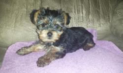 Hi I have 8 week old pure breed male teacup Yorkie. He has his tail cropped and is dewormed. He does not have paper's or his shots yet. He is about 1 1/2 pounds less. He is very small. Please do not email me I will not reply. Serious people only. No
