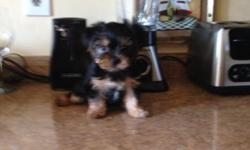 I am looking for either a teacup or toy yorkie puppy in the NY area.
This ad was posted with the eBay Classifieds mobile app.