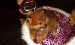 IM A TRUE TEDDY BEAR TRI COLORED POMERANIAN.. IM READY FOR MY FOREVER HOME.. IM HOME RAISED WITH MY BROTHERS AND SISTERS... IV HAD MY FIRST SHOTS, DEWORMED ! I COME WITH A LOT OF LOVE..TO OFFER! I CAN BE A SERVICE DOG, IN MANY WAYS! SUCH AS THERAPEUTIC