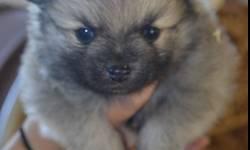 Litter of 2 male Part Pomeranians.
Teddy is wolf sable & Bear is a white and tan parti pom.
Both are vet checked, up to date on vaccinations and de-worming.
Leash, harness, pack of pads, and pack small pack of food included.
Call 631-922-0625 and speak