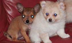 PRETTY POOCH PUPPIES IS PROUD TO PRESENT FOR YOUR CONSIDERATION THIS MAGNIFICENT LITTLE BOY CHIHUAHUA! HE WEIGHS 26 OUNCES AT 11 WEEKS OLD AND IS SMALLER THAN MY TEA CUP POMERANIAN PUPPIES WHO ARE 7 WEEKS OLD AND WILL BE 6 LB. ADULTS. HE IS CHARTING TO BE