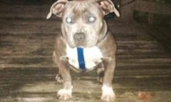 I have one female bully real nice short she is house trained real calm she low rider blood U can look her pedigree up She have papers on hand come get her my lost gain 6319358524