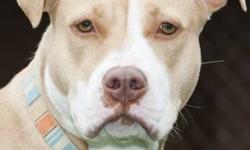 Terrier - Ava - Large - Adult - Female - Dog
The name Ava means ?bird? and this beautiful girl can sure fly around the play yard. Ava is a sweet 3- to 4-year-old pitbull terrier mix who loves to play ? needs to play! She?s also quite generous with her