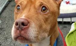 Terrier - Biggy - Medium - Adult - Male - Dog
A 3 - year old male terrier mix, Biggie was surrendered along with his mother, Nala, because his owner was moving. An attractive dog, he is chestnut brown with white accent markings. His soulful eyes will melt