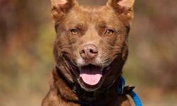 Terrier - Donald - Large - Adult - Male - Dog
Move Over, Trump! There?s a New Donald in Town
This adorable goofball is a 3- to 4-year-old red and white male terrier mix who is eager to please! He knows ?sit,? ?paw? and ?down? and will shower you with