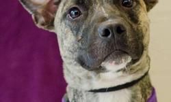Terrier - Levi - Medium - Young - Male - Dog
Levi is a 10 month - old dark brindle terrier mix pup who was found as a stray. An adorable puppy, he is looking for his forever family. He is small to medium sized and would do nicely in an apartment or a