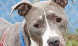 Terrier - Lucy - Medium - Adult - Female - Dog
Do You Love Lucy? Lucy is a gray and white terrier mix who is approximately 4 years old. Quite timid and shy, but very gentle, she is hoping for a kind person or family who will be patient with her and help