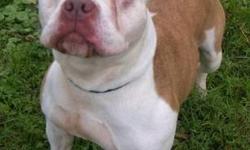 Terrier - Mellow - Medium - Adult - Female - Dog
A striking 2.5 -year -old taffy and white medium sized Staffy mix, Mellow has some taffy colored spots which perhaps could come from a type of Spaniel breed. She is somewhat nervous but willing to trust the