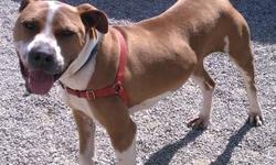 Terrier - Mercer - Large - Young - Male - Dog
Take This Ladies' Man Out To Your Ball Game!!!!! Mercer is a young, active, very athletic, male terrier mix who absolutely loves to play catch and fetch with a ball. He is an active, eager-to-please,