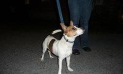 Terrier - Rascal - Small - Young - Male - Dog
Rascal is a small terrier mix, about 12 lbs. He's 1 year old. He's neutered, UTD with shots and friendly. He has one brown eye and one blue eye.
CHARACTERISTICS:
Breed: Terrier
Size: Small
Petfinder ID: