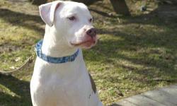 Terrier - Rocky - Large - Young - Male - Dog
A beautiful 2 -year old white terrier mix with attractive taffy colored spots, Rocky was surrendered by his owner because he could not get along with his other dog. Although timid at first, he is starting to