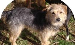 Terrier - Scotty - Small - Young - Male - Dog
Scotty is a one year old 12 pound terrier mix who recently arrived from Kentucky after spending a month in a wonderful foster home while he awaited an opportunity to head to the northeast. This youngster is