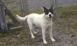 Terrier - Stormie - Medium - Young - Male - Dog
CHARACTERISTICS:
Breed: Terrier
Size: Medium
Petfinder ID: 25243423
ADDITIONAL INFO:
Pet has been spayed/neutered
CONTACT:
Massena Humane Society | Massena, NY | 315-764-1330
For additional information,
