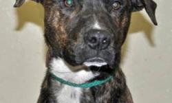 Terrier - Tiki - Medium - Young - Female - Dog
Please call the shelter 516-944-8220 during working hours (Mon. to Fri. 9AM-4PM; Sat. 10-4PM) for more information about Tiki, the adoption process at the shelter and to confirm availability. Please go to