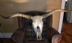 Texas Long horn Skull. From tip to tip of horns it is 5 ft. 9 inches long.. very good condition.. You wont find ones this long!! for a great price!