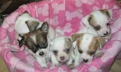 These Chihuahua babies are located in Bridgeport Connecticut
If you are willing to make the trip I have the most unbelievably sweet little chihuahua babies who are ready to be placed in loving homes. They love human attention and crave to be played with