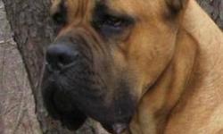 Sabot is an almost 3 yr old Cane Corso. He is a :
Show Champion
Canine Good Citizen
Certified Therapy Dog
Sabot is looking for the perfect forever home. He is super sweet with EVERYone and EVERYthing but we are looking for a home without other pets, so he