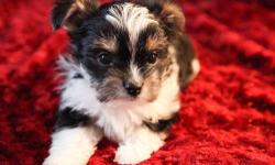This is Augustus (Gus) - our 10 week old Biewer Terrier! He is so outgoing and loving - he is going to make the best lap dog!
He was born on 9/21/12 to our IBC registered 5.5lb female and 4.5lb male. The sire of this litter has a champion pedigree. He