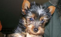 HAVE AN 8 1/2 WEEK OLD TINY FEMALE YORKIE PUP WITH EARS STANDING, READY FOR HER NEW HOME. MOTHER (4LBS) AND THE FATHER (2 3/4LBS) ARE REGISTERED AND ON PREMISES, BUT DID NOT REGISTER PUPS. ASKING $650.00 FOR HER. SHE HAS HAD FIRST VACCINE AND DEWORMING.