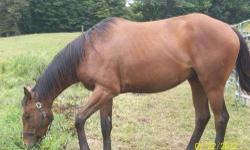 Thoroughbred - Andy - Medium - Young - Male - Horse
3 year old 16 hand thoroughbred, very calm and extremely handsome. Rested up and healed from slight bow as a two year old but sound now and ready for a new career To adopt a horse from Sunshine,