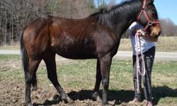 Thoroughbred - Annie - Extra Large - Young - Female - Horse
ANNIE, friendly bay filly, born 2008 Blind in one eye, not easily spooked, loves peppermint candies and people Can be lead, picks up feet (for more information call 607-622-5363)