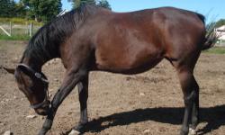 Thoroughbred - Britt - Extra Large - Adult - Female - Horse
BRITT - 6 years old bay Thoroughbred mare green broke, easy keeper, nice mare with a nice build (call 607-622-5363 for more information on BRITT)
CHARACTERISTICS:
Breed: Thoroughbred
Size: Extra